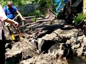 Bataklığa Saplanan İneği Kepçe Yardımı İle Kurtardılar
