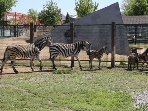 Büyükşehir Hayvanat Bahçesi’nde Yeni Doğan Zebra İlgi Odağı Oldu
