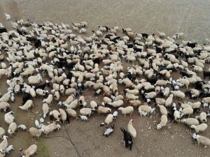 Hayvancılık Desteklemeleri Ödemeleri Başladı