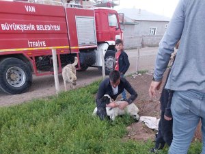 Foseptik Çukuruna Düşen Kuzu İtfaiye Tarafından Kurtarıldı