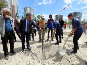 Yenimahalle’de 200 Çam Ve Sedir Dikildi