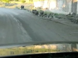 Domuz Sürüsü D100 Karayoluna İndi
