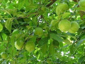 Meşhur İ̇znik Papaz Eriği Hasadı Gün Sayıyor