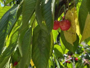 Kuşadası’nda Kiraz Hasadı Başladı