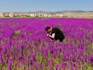 Ankara’da Boş Arazide Bulunan Mor Çiçekler Görülmeye Değer Bir Manzara Sunuyor