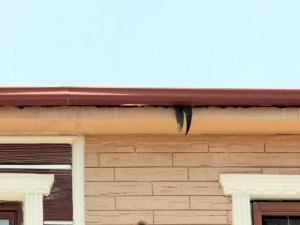 Yalova’da Nesli Tükenmekte Olan Ebabil Kuşu Kurtarma Operasyonu