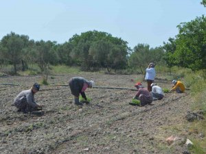 Balıkesir’de 50 Bin Stevya Bitkisi Toprakla Buluştu