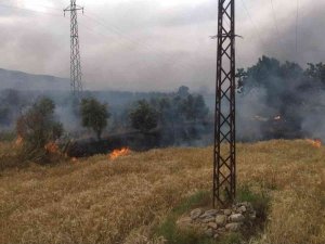 Bozdoğan’da Zirai Alanda Yangın Çıktı