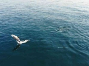 Denizlerin Derinlerinde Yaşayan Balıklar Su Yüzeyinde Görüntülendi