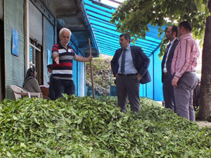 Kazmaz Çay Alımyerinde İncelemelerde Bulundu