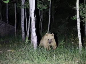 Nemrut’un Maskot Ayıları Kış Uykusundan Uyandı
