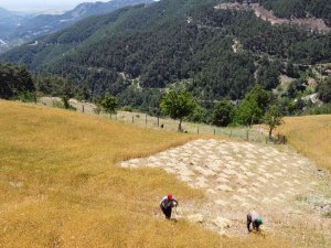 Teknolojinin Giremediği Köyde Orakla Buğday Hasadı