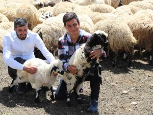 Erzincan’da Göçerlerin Yaylalardaki Mesaisi Başladı