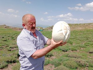 Niğde’de 3 Kiloluk Mantar Bulundu