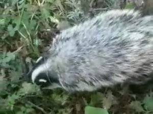 Tunceli’de Kırmızı Listedeki Porsuk Görüntülendi