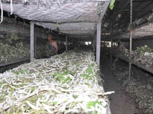 Batman’da İpekböcekçiliğinde 40 Günde 20 Bin Tl Gelir