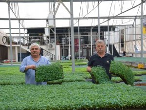 Yalova Ziraat Odası’ndan Çiftçiye 250 Bin Yerli Fide