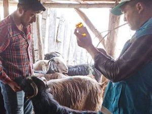 Hisarcık’ta Küçükbaş Hayvanlarda Aşı Çalışmaları