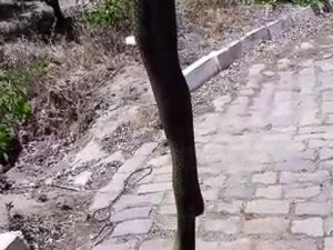 Aydın’da Dev Yılan Korkuttu