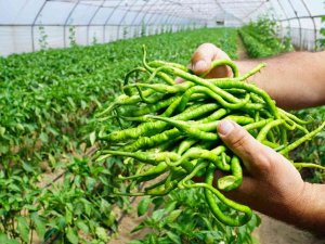 Çarşamba Kıl Biberinde Hasat Başladı