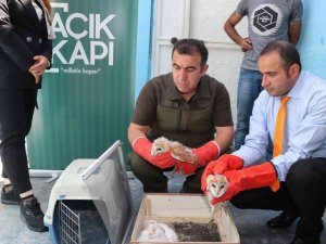 Bitkin Bulunan Peçeli Baykuşlar Korumaya Alındı