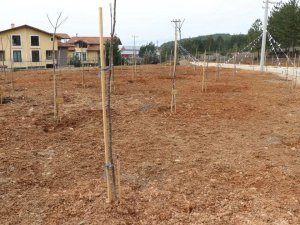 Safranbolu’da 55 Bin Fidan Toprakla Buluşturuldu