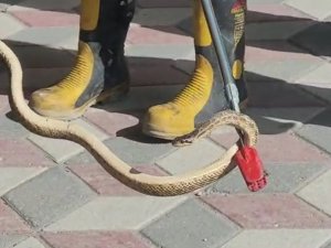 Havalar Isındı, Yılanlar Şehir Merkezine İndi