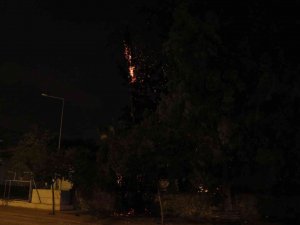 Kaldırımda Bulunan Palmiye Ağacı Yandı, Vatandaşlar Merakla İzledi