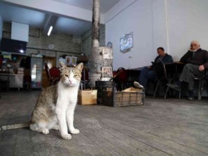 Çay Ocağını Yuva Belleyen Kediler Müşterilerin Maskotu Oldu