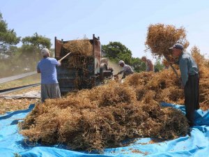 Kuru Bezelye Mutfağa Giriyor