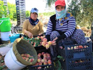 Erkenci Şeftali Üreticisinin Yüzünü Güldürdü
