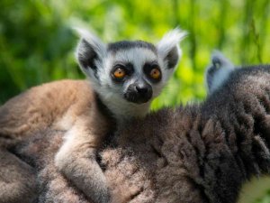Yavru Lemur Ormanya Ailesine Katıldı