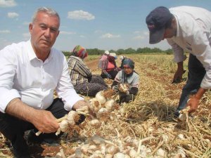 Meşhur Araban Sarımsağında Hasat Zamanı