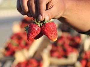 Market Çalışanı Ücreti Yetersiz Bulunca Çilek İşine Girdi: Yıllık Kazancı 800 Bin Tl