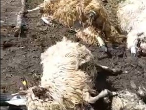 Tokat’ta Gök Gürültüsünden Ürken 55 Koyun Telef Oldu