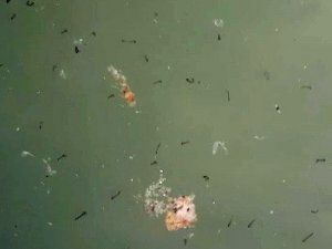 Süs Havuzlarında Haşereler Üredi