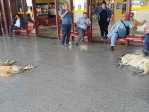 Sıcaktan Bunalan Köpekler Soluğu Otogarda Aldı