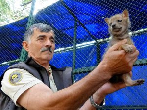 Osmaniye’de Bulunan Çakal Yavrusu Koruma Altına Alındı