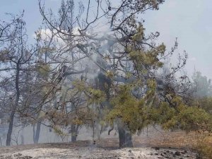 Bilecik’te Orman Yangını Korkuttu