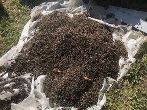 Kovanların Ağzının Kapatıp Yüzbinlerce Arıyı Telef Ettiler