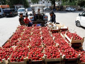 Bursa’da Çilek Hasadı Başladı