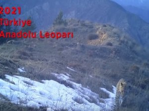 Nesli Tükendi Sanılan Anadolu Parsı Görüntülendi