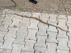 Eve Giren Yılanı İtfaiye Ekipleri Çıkardı