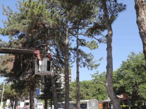 Kent Meydanı Sahasındaki Ağaçlar Taşınacak