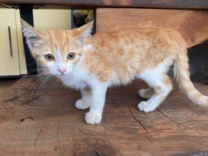Otomobilin Çarptığı Kedi Yaşam Savaşı Veriyor, Ameliyat Olmazsa Hayatını Kaybedecek