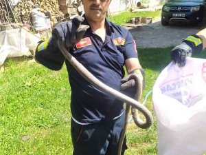 İ̇tfaiye Ekiplerinden Yılan Yakalama Operasyonu