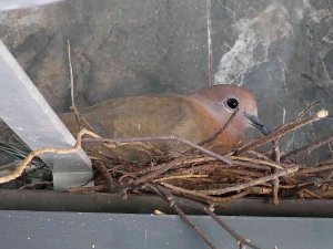 Öğrencilerin ‘Kumru Yuvası’ Hassasiyeti