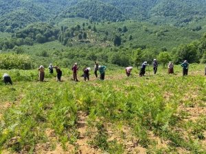 Aromatik Bitki Bahçelerine Anne Eli Değdi