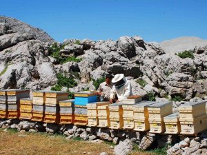 Kovanlar Ağustos Ayındaki Hasat İçin 2 Bin Rakımlı Yaylalarda Yerini Aldı