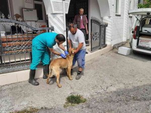 Zonguldak’da Köpekler Artık Mikroçipli